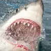 billweldon46 - @billweldon46 - TikTok