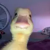 Whitehouse - @billywhitehouse32 - TikTok