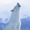 Bill Wiixz - @billwicks - TikTok