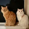 Bill Xu - @tuzibill - TikTok