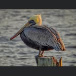 Bill Yarbrough - @billyarbrough25 - Instagram