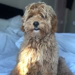 Billy & Asher the Cockapoo’s - @billythecock_ - Instagram