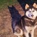 Siberian Huskys. Breed -Billie Asher - Facebook