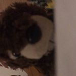 Billie The Beaver - @__billie_the_beaver__ - Instagram
