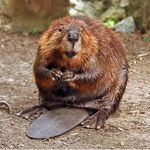 Billy The Beaver - @billythebeaver223 - Instagram