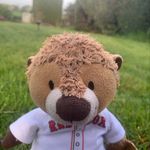 Billy The Little Beaver - @billy_the_little_beaver - Instagram