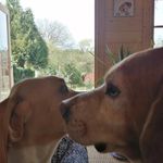 Bosun and Stanley - @billiechadwick2 - Instagram