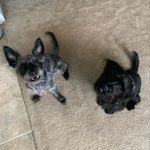 Billie & Ruth Griffith - @griff_pups - Instagram