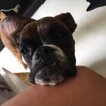 Billie Griffiths - @billiegriffithstheboxer - Instagram