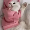 billiehansonmiss - @billiehansonmiss - TikTok