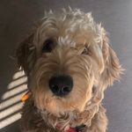billie porter🧸 - @billie.the.goldendoodle_ - Instagram