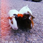 Billie Ross & Venti Grande - @aventibillie - Instagram