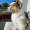 billie_aussieshepherd - @billie_aussieshepherd - TikTok