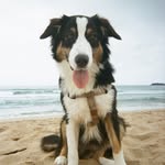 Billie Bollinger 🐾 - @billie_aussie_shepherd - Instagram