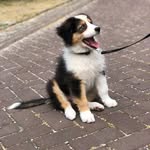 Billie The Australian Shepherd - @aussie_billie - Instagram