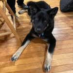 Billie the German Shepherd - @billietheshep - Instagram