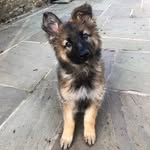 Billie the German Shepherd 🐾 - @billie.shepherd.dog - Instagram