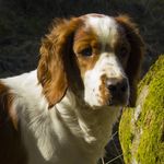 twinkleshowbusiness - @billie_welshspringerspaniel - Instagram