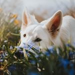 Billie The Wolf - @billiethewolf - Instagram