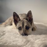 Billie Wolf Bingham - @billietheshepskypup - Instagram