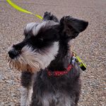 Billy ballard - @roscobug - Instagram