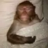 Battymanbilly - @billythebatty - TikTok