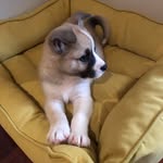 Billy Baxter - @billyboythepupper - Instagram