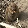 Billy Beasley - @billy.beasley63 - TikTok