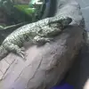 epick rock - @billybrill - TikTok