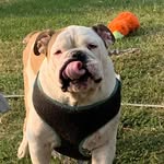 Billy Browning - @billybrowning1 - Instagram