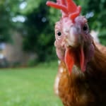 Billy Browning - @travelling_chicken - Instagram
