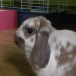Billy - @billy_bunny_ - Instagram
