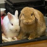 Thỏ nhà Billy - @bunnies.billy.fam - Instagram