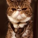 Wifi & CheRry & BilLy catCat cat !!!!! - @wifi_cherry_billy_family_cat - Instagram
