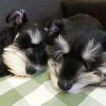 Billy Choy - @billy.choy.35 - Instagram