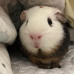 𝓑𝓲𝓵𝓵𝔂 🐹 - @___billychu - Instagram
