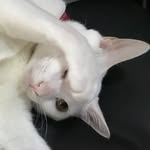 Billy Chu - @bc1581 - Instagram