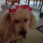 Billy_Chu - @billy_puppy_billy - Instagram