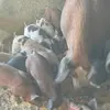 Billy Tschudi - @billy.tschudi - TikTok