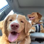 Billy & Clem - @the.tollers.nj - Instagram