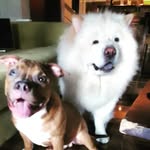 Cloud Chow&Billy the Bully 🇵🇭 - @cloudandbilly - Instagram