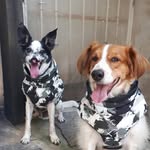Billy Ceasinha e Clyde - @billyceasinha - Instagram
