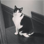 Billy Clyde & Bubs - @blackandwhitecatcrew - Instagram