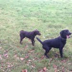 Billycoby - @billyandcoby - Instagram