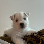 Baby Billy Banks Cohen, M.D. - @billycohenthewestie - Instagram