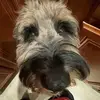 BColangelo - @bcolangelo - TikTok