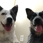 @coltonandbilly - Instagram