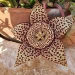 Billy Colucci - @coluccibilly - Instagram