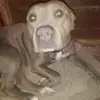 hill Billy Conger - @billyconger - TikTok