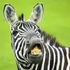 Billy Conkey - @zebraski - TikTok